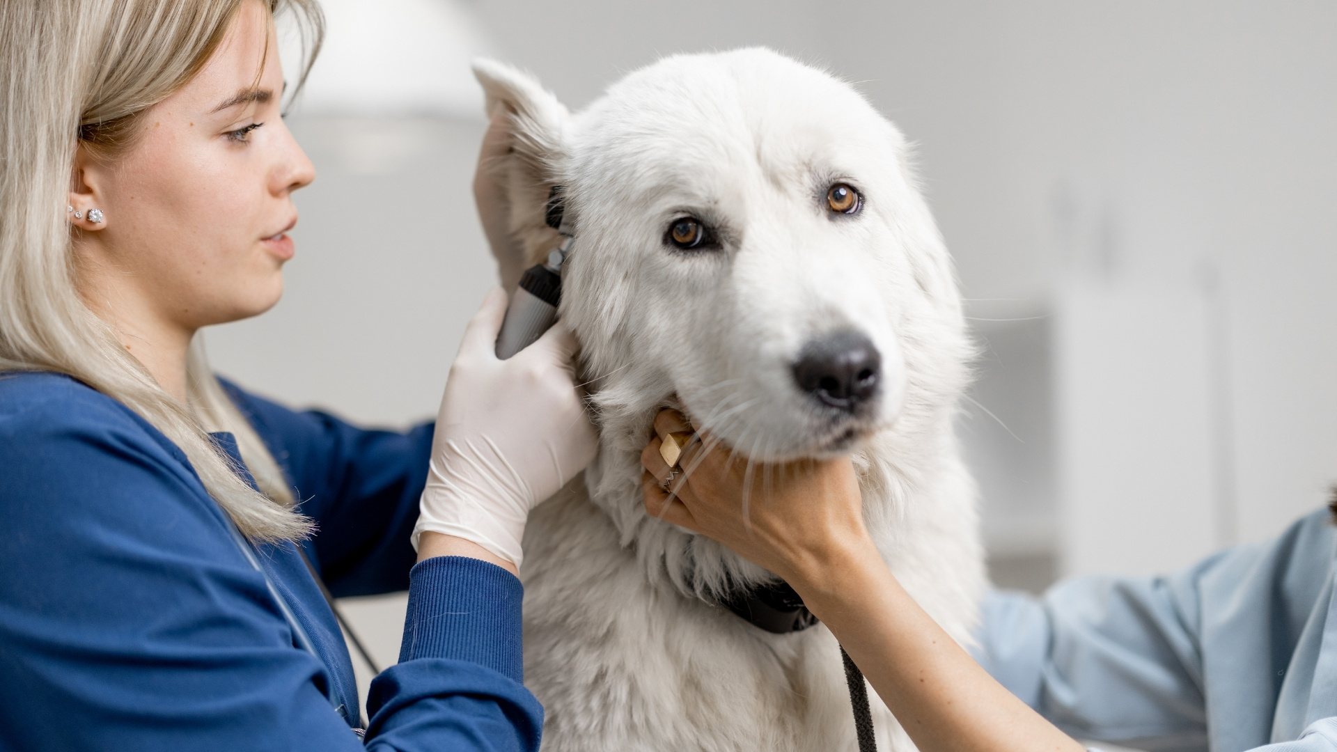 Rash in a Dog’s Ear