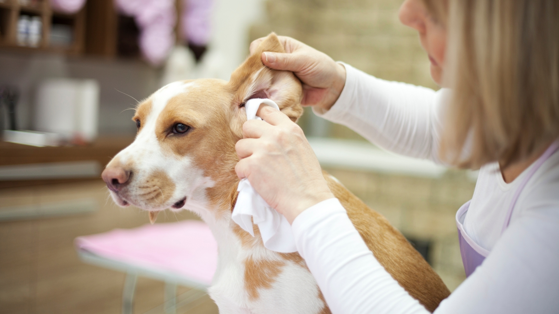 Treatment Options for Ear Rash in Dogs