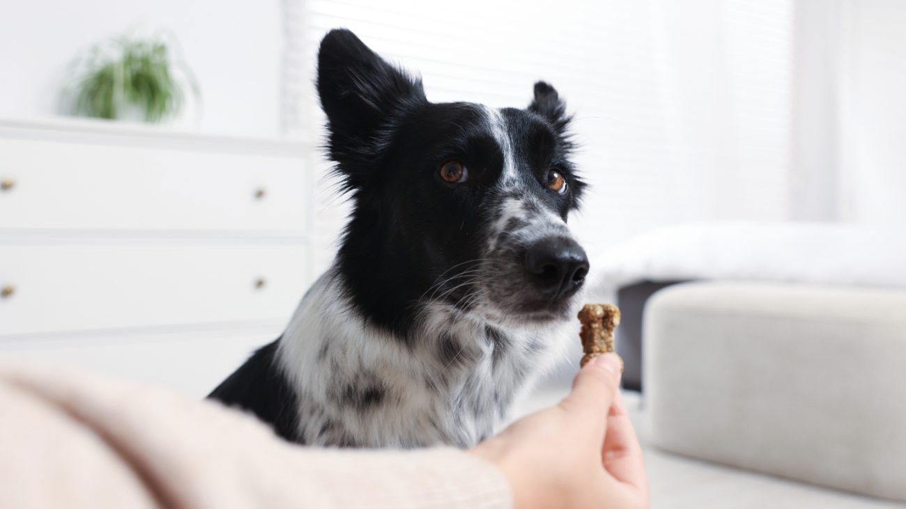 Understanding Anxiety in Dogs