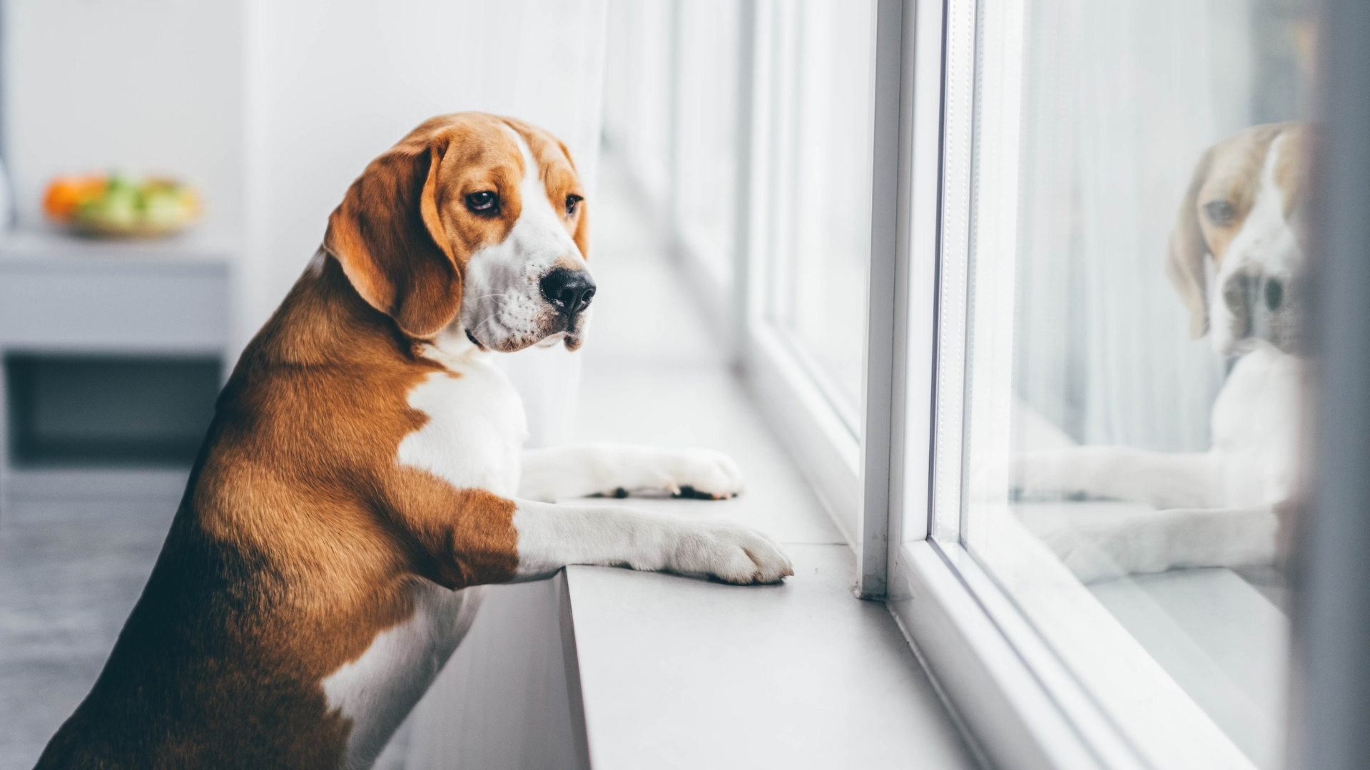 Anxiety in Dogs