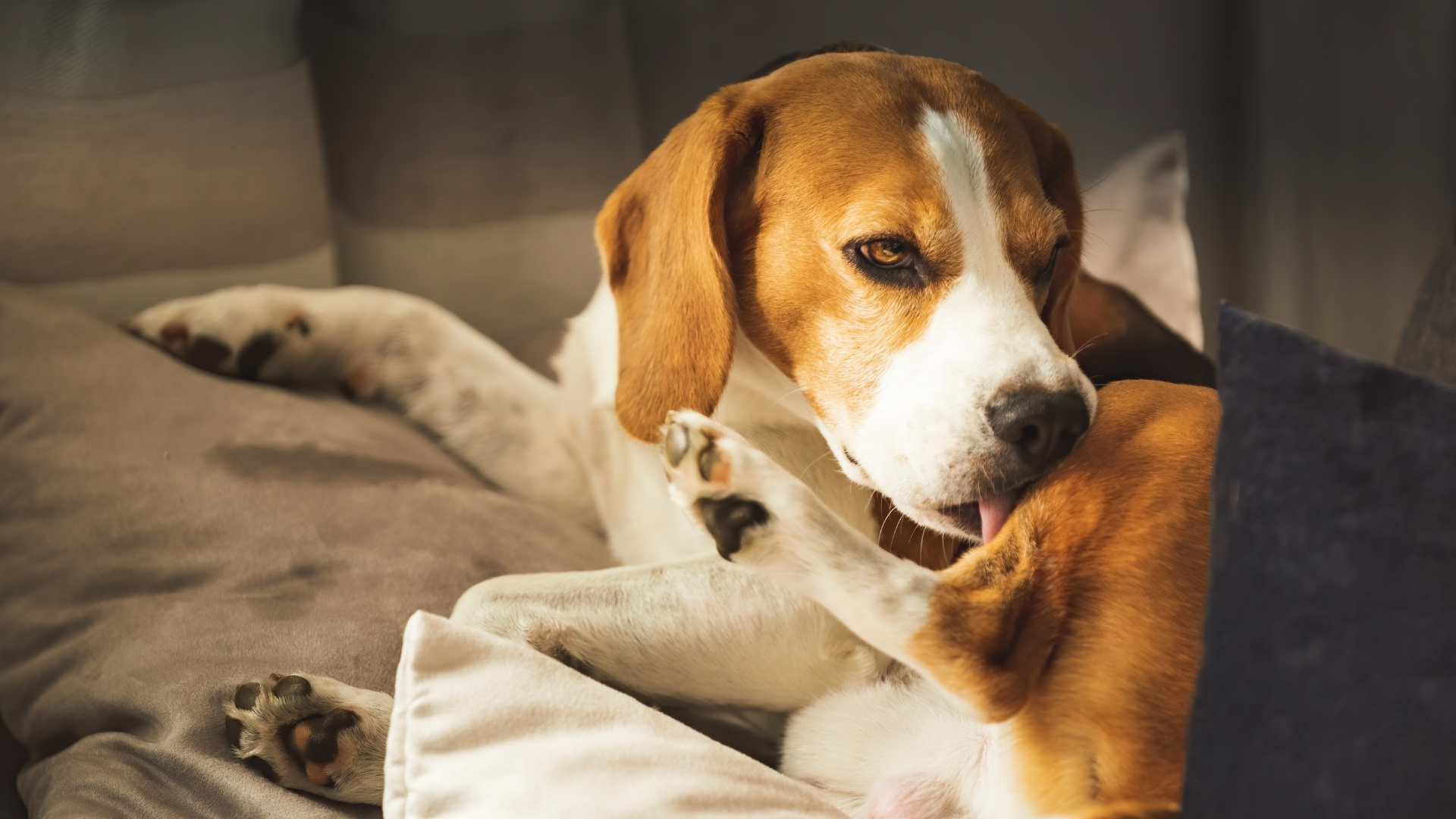 Can Itching Be a Sign of Anxiety in Dogs