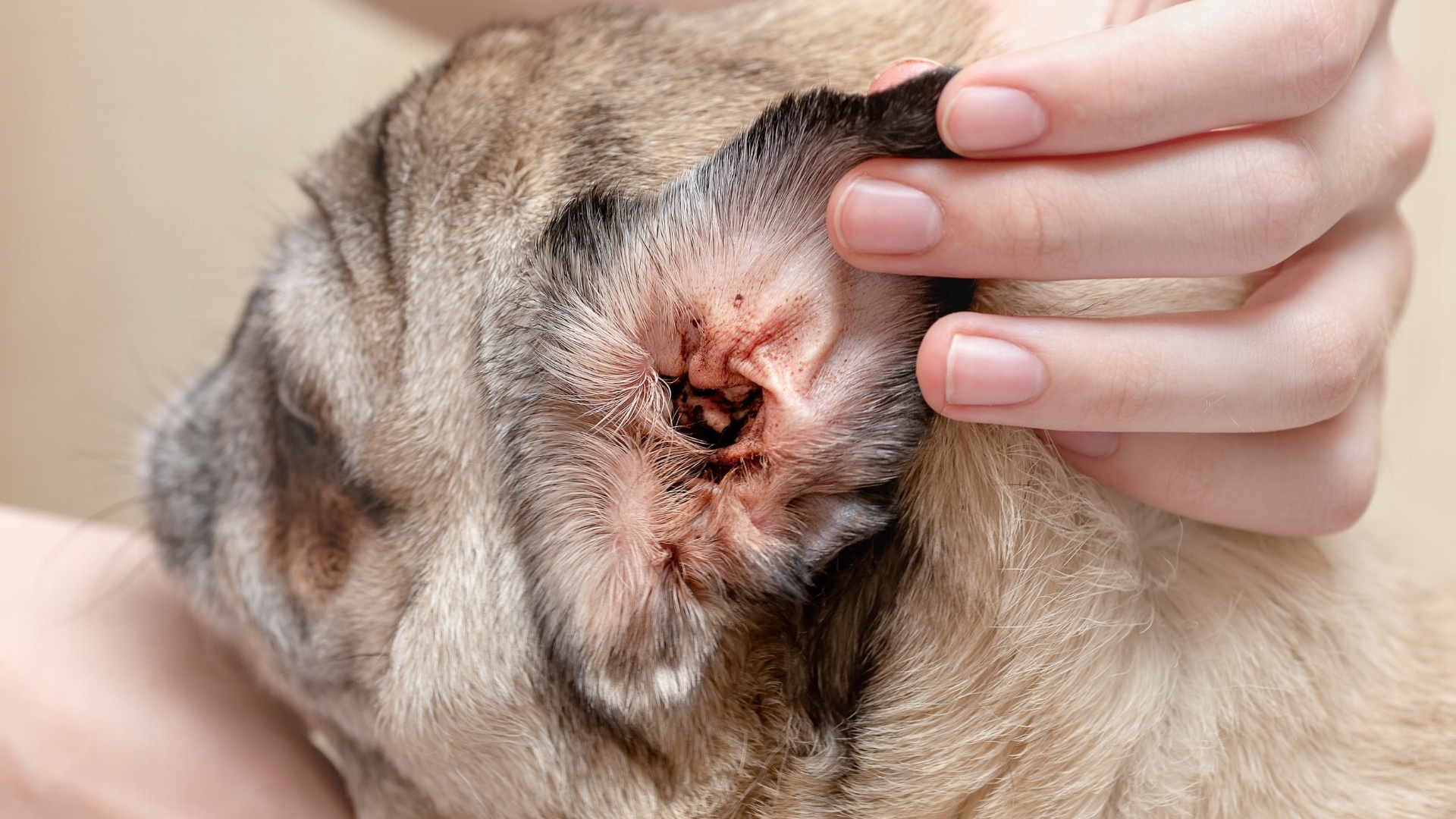 What Is an Ear Rash in Dogs