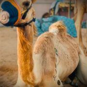 ANF ANIMAL Use Camel