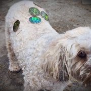 ANF ANIMAL Use Dog ANF ANIMAL Use Dog