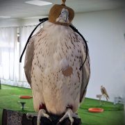 ANF ANIMAL Use Falcon