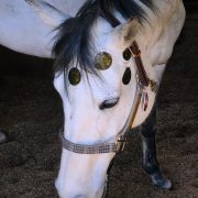 ANF ANIMAL Use Horse