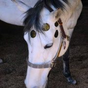 ANF ANIMAL Use Horse ANF ANIMAL Use Horse